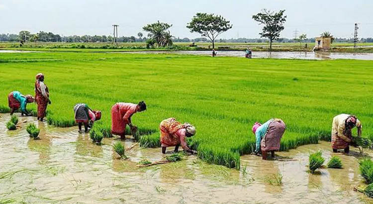 Paddy Field Visit